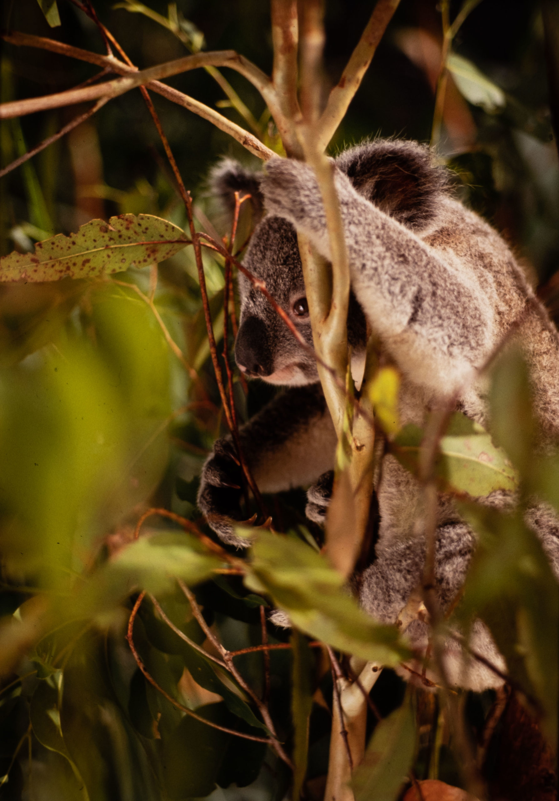 Koala