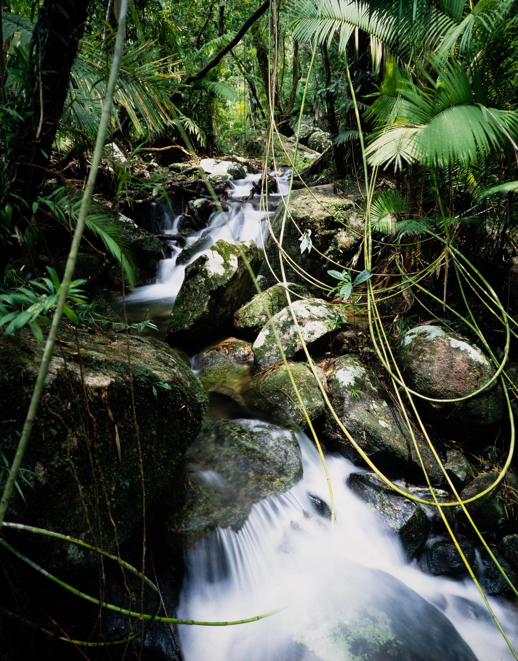 Rainforest