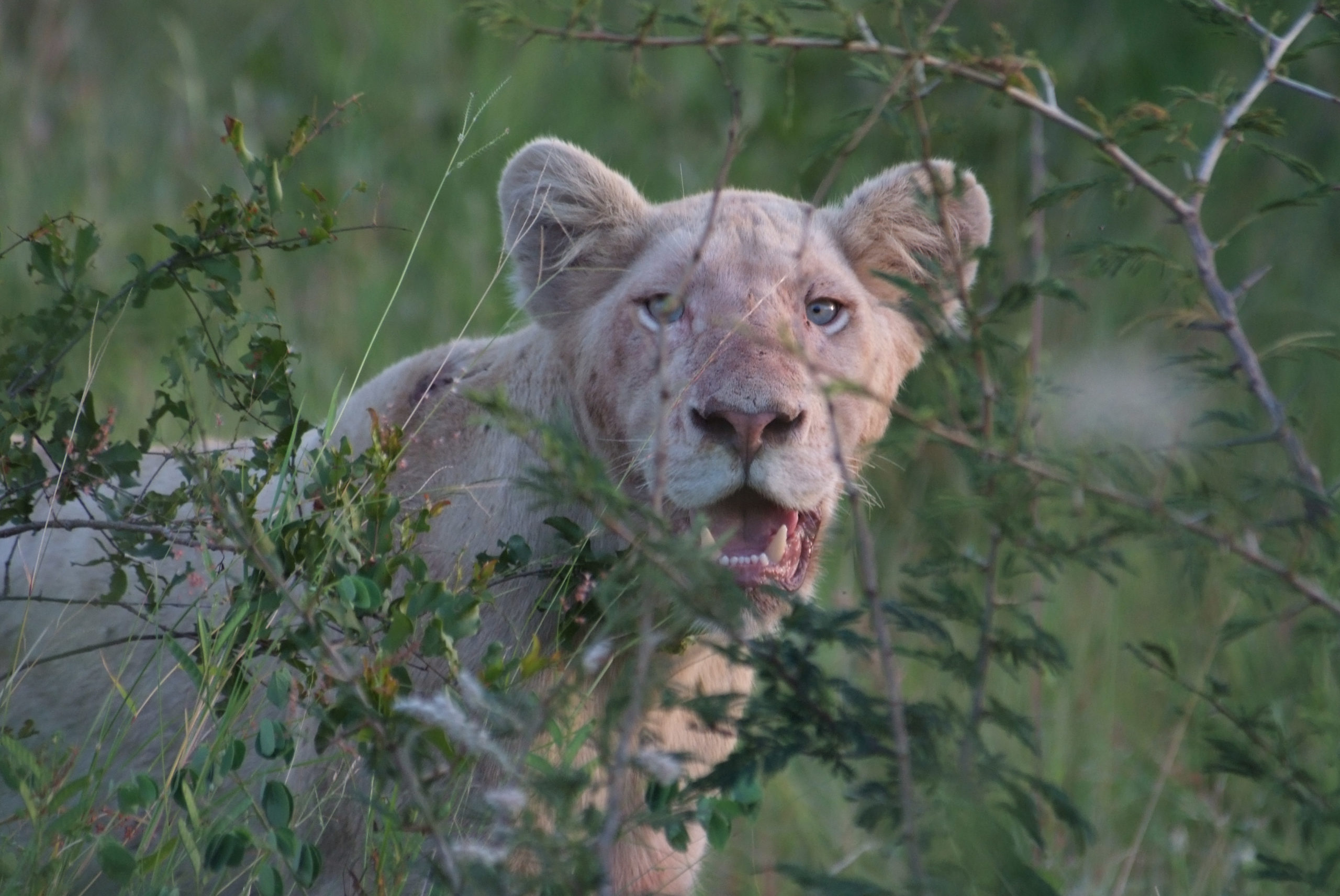 White Lion